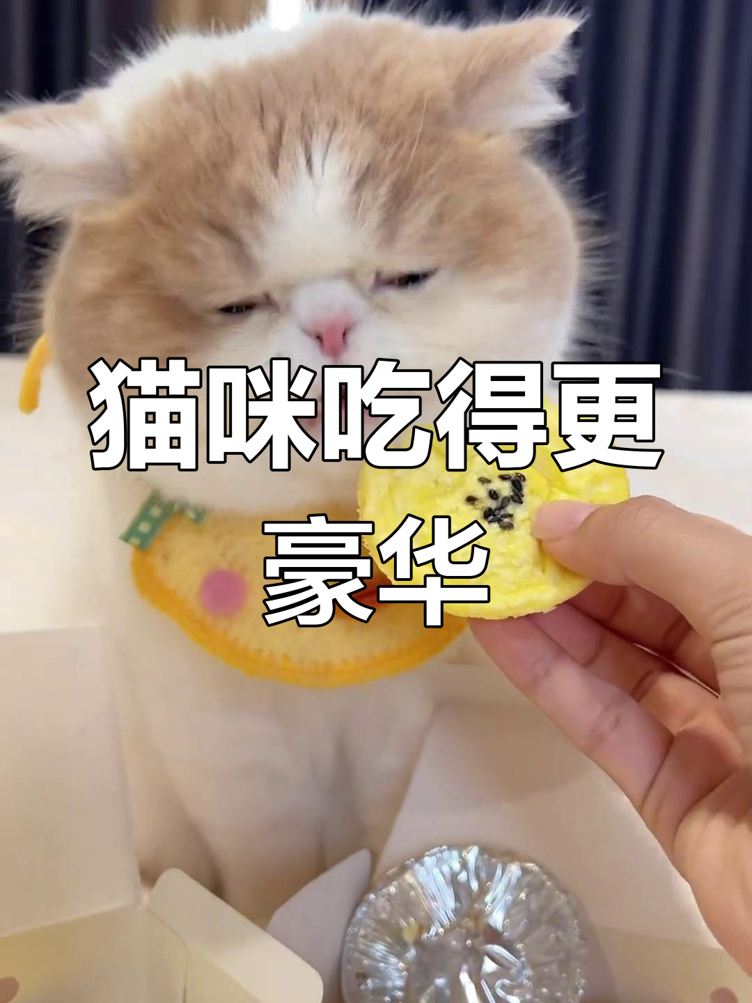 为什么猫能享受比我还好的零食?宠物专用蛋挞披萨来啦!