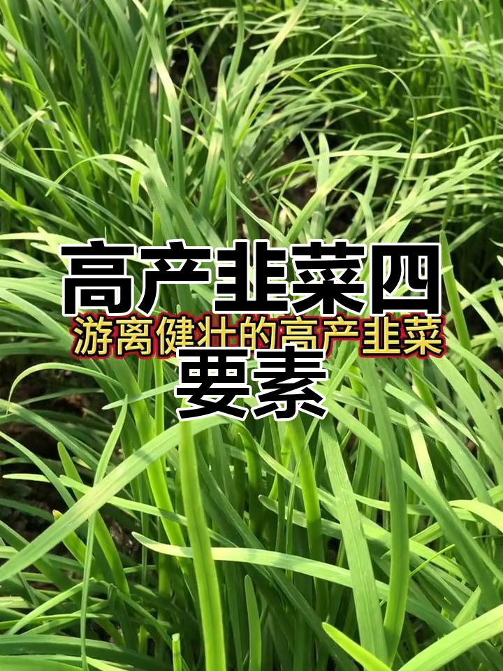 韭菜高产种植技巧,四大要点不可忽视