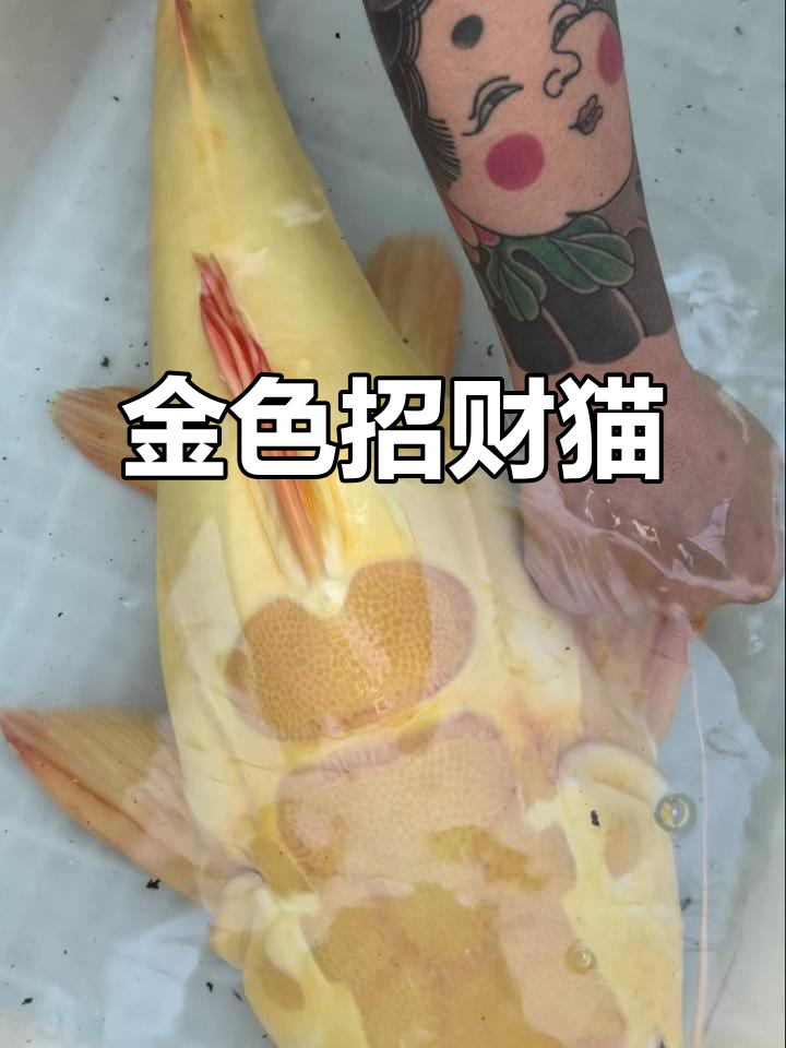 黄金招财猫鱼,色彩艳丽,体型庞大,极具观赏性