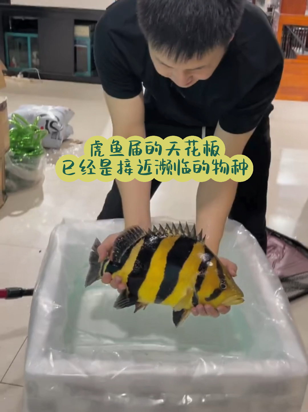 泰国虎鱼