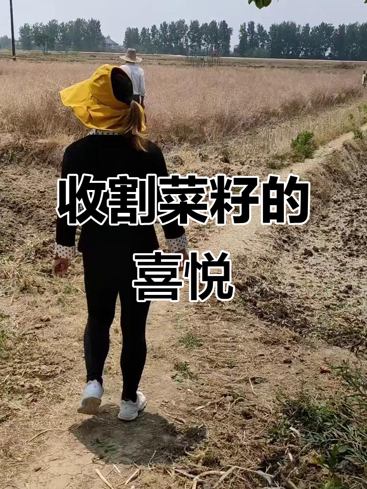 耕耘收获,菜籽丰收背后的故事