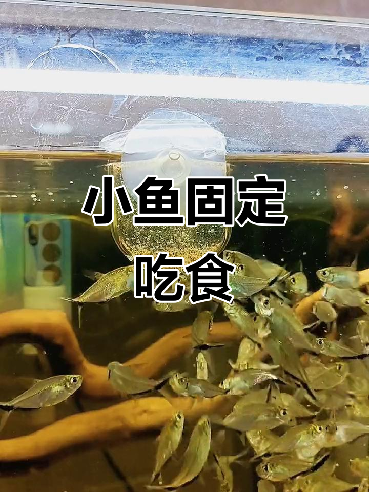 喂食器让小鱼养成定时进食,减少浪费与水质污染