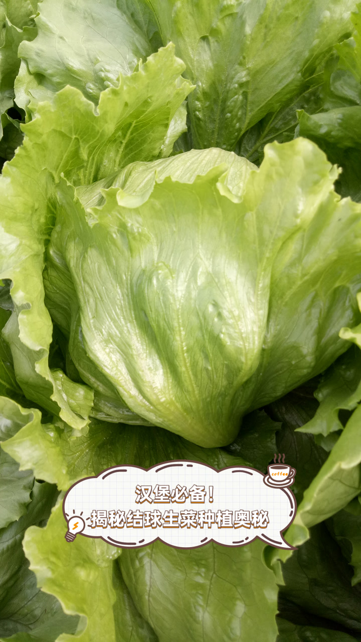 汉堡必备!揭秘结球生菜种植奥秘