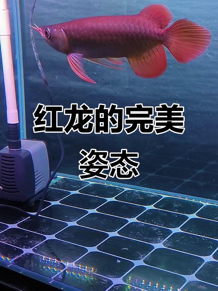 追求自然美，红龙鱼的最佳状态展示