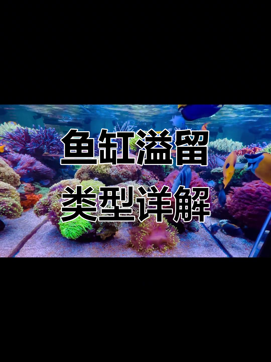 海缸溢流方式全解析:底滤、直角与背包设计优缺点对比