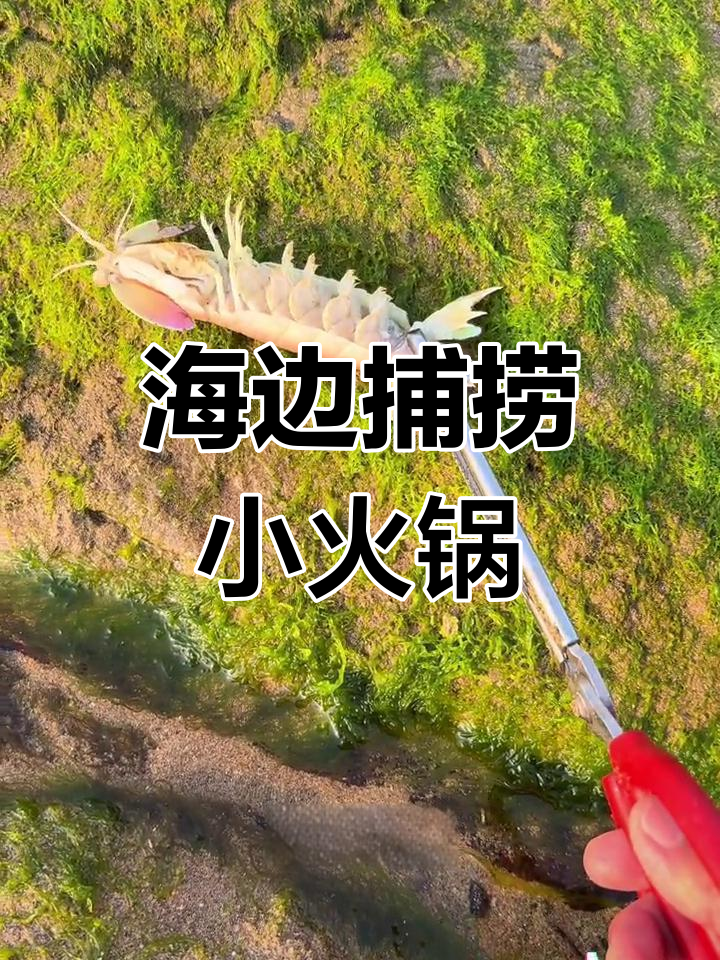 赶海抓皮皮虾,做仰卧起坐超搞笑