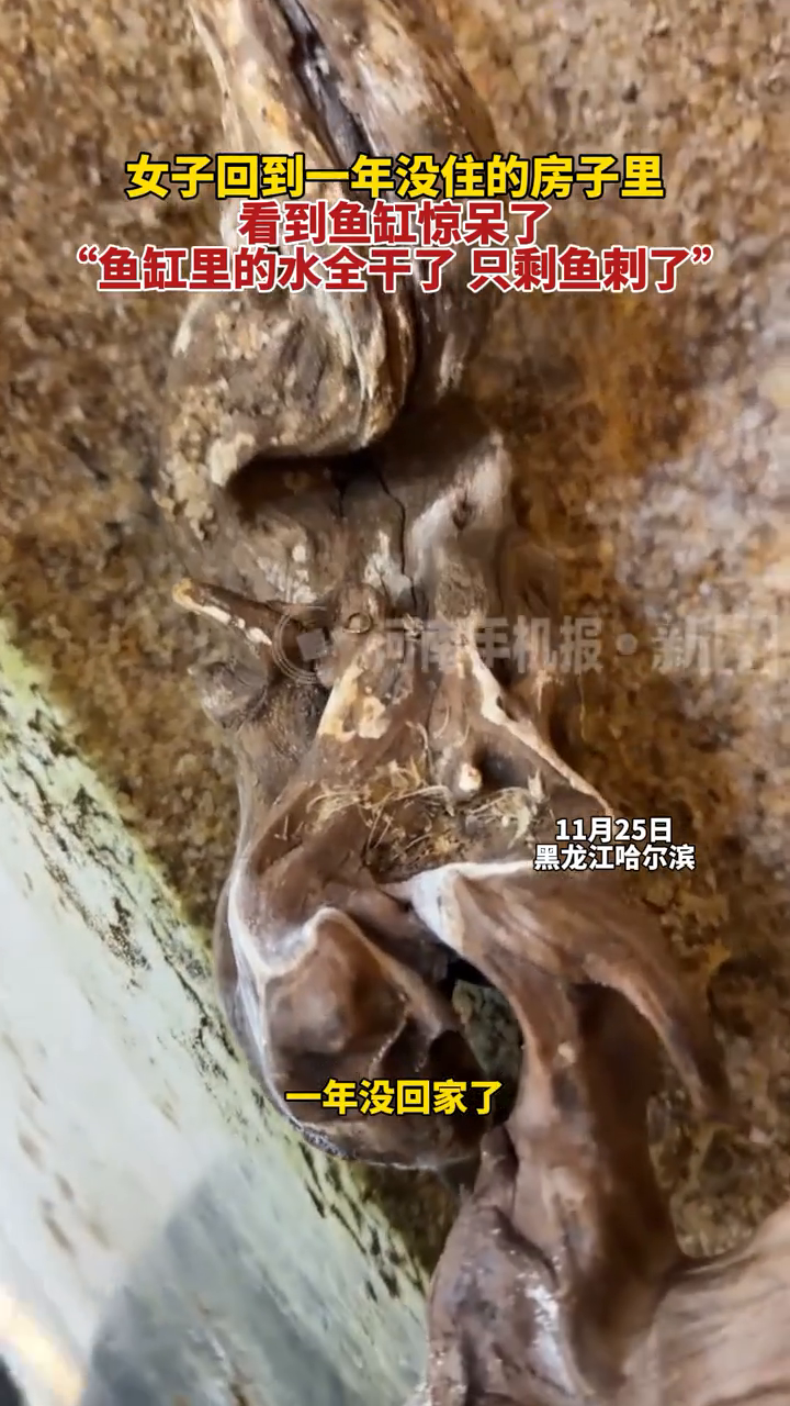 女子回到一年没住的房子里，看到鱼缸惊呆了