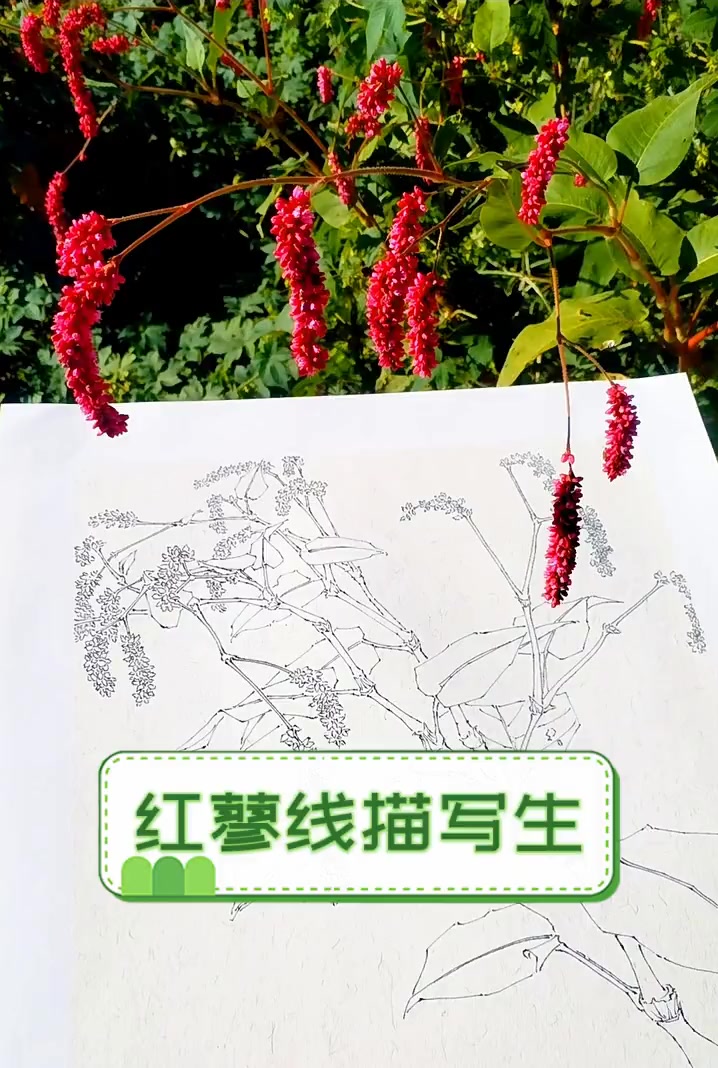 红蓼线描写生