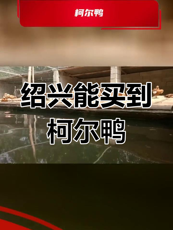 绍兴有卖凤头白鸭吗?