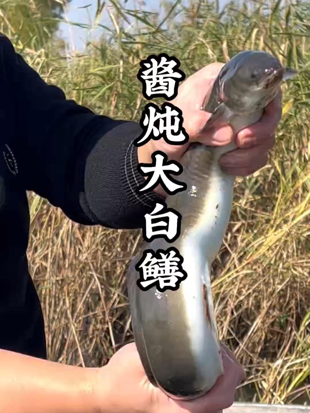 微山湖酱炖白鳝鱼,慢慢学吧,都是活