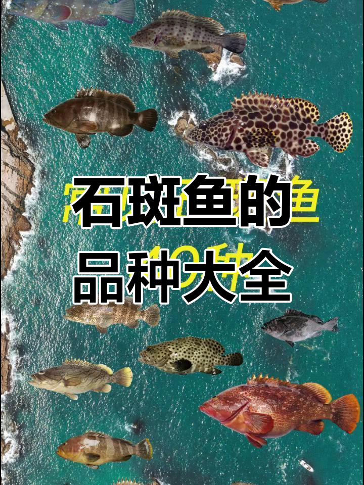 40种石斑鱼大揭秘,种类繁多难以区分