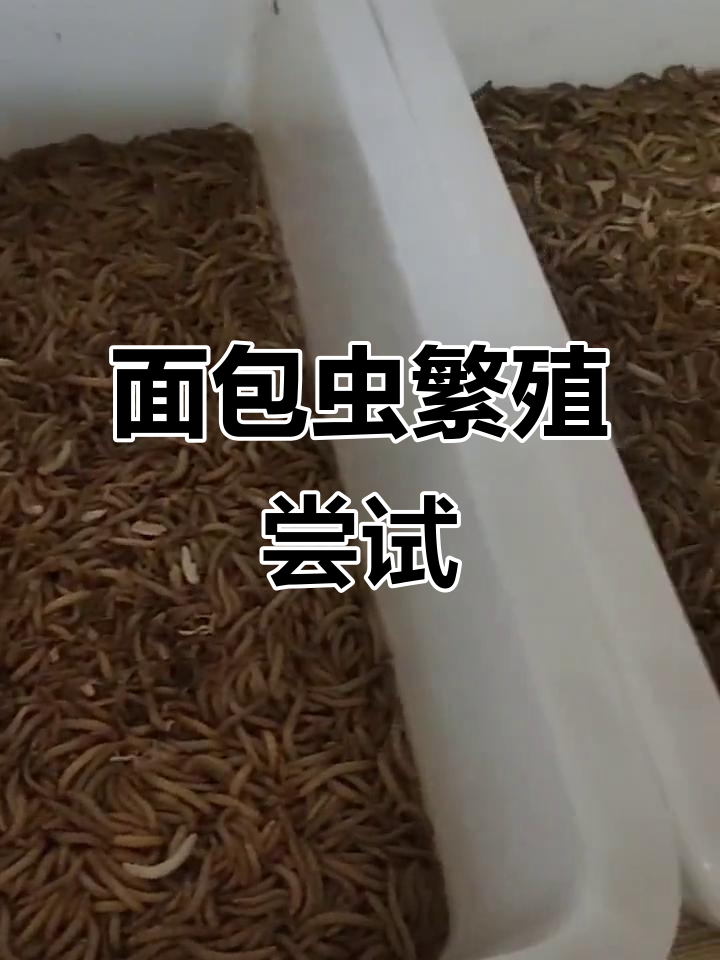面包虫繁殖实验:用面粉替代麦麸,能成功吗?