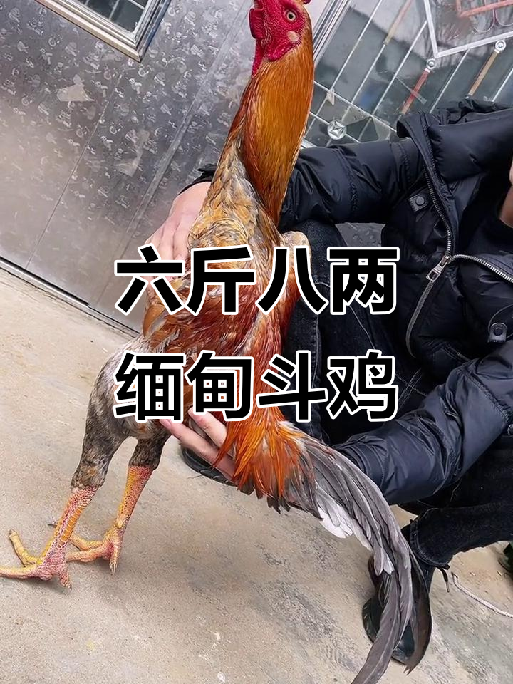 泰国斗鸡:六斤八两完美缅鸡,爪片干洗低拐位