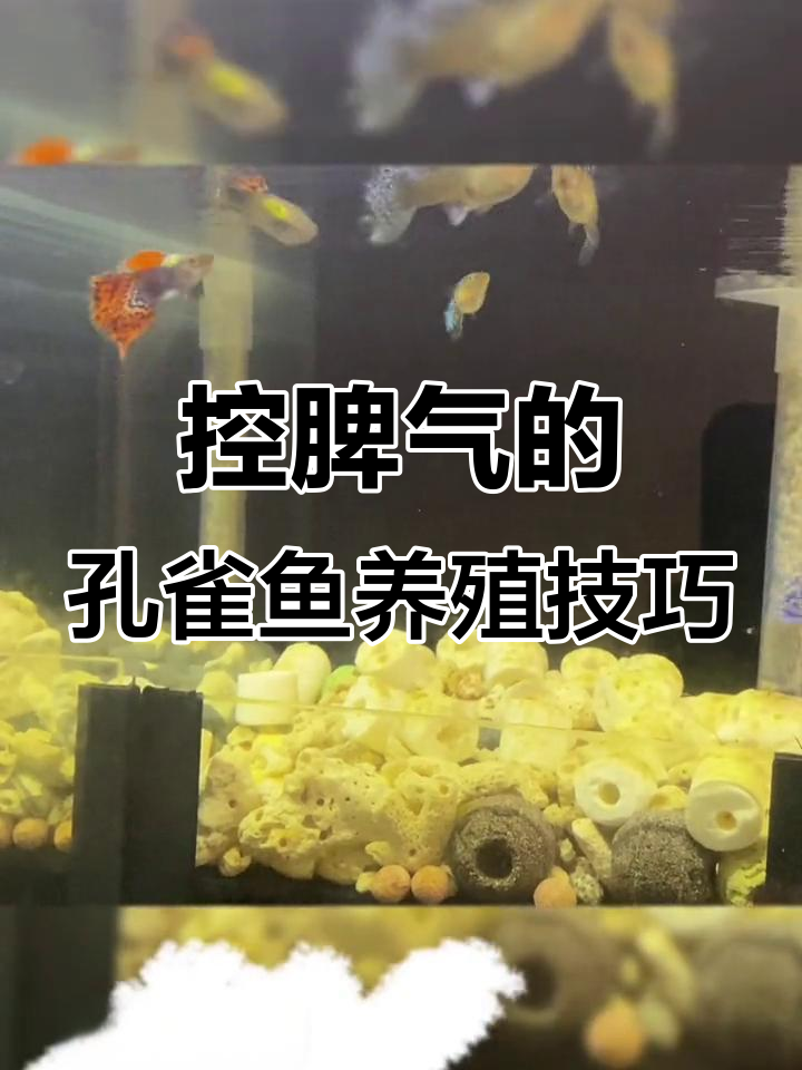 如何控制脾气，养好大耳孔雀鱼？从水质到饲料全攻略