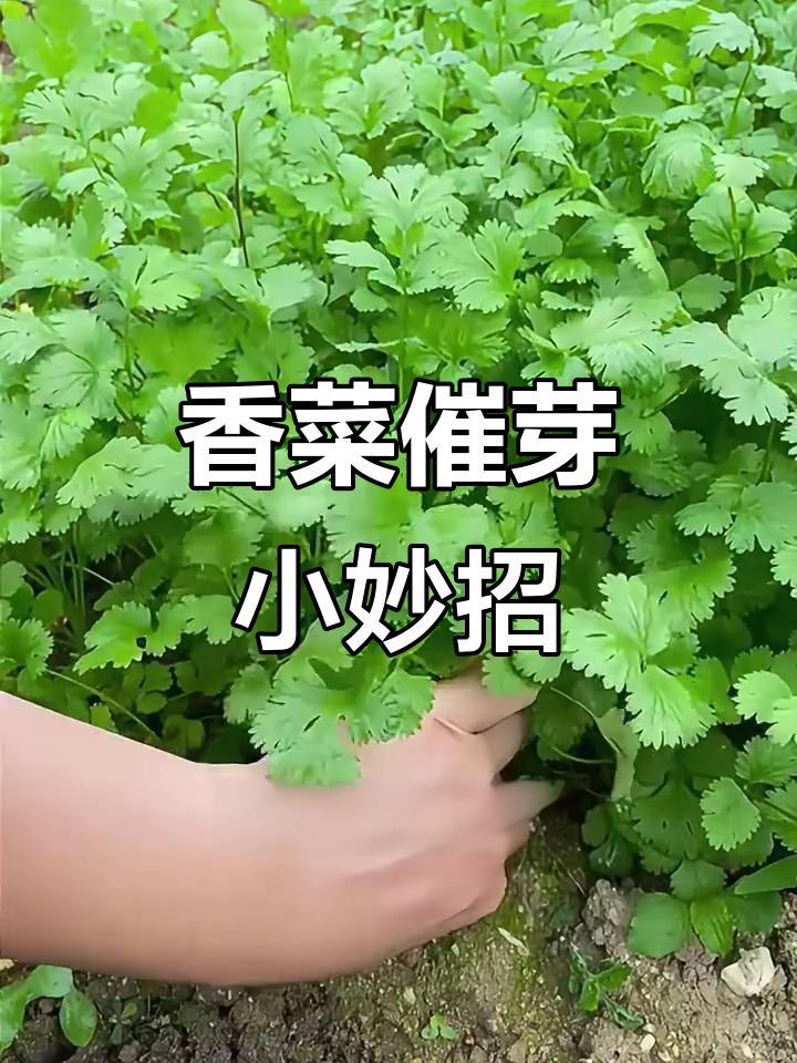 香菜发芽快,秘诀就在这里!教你快速出苗的技巧