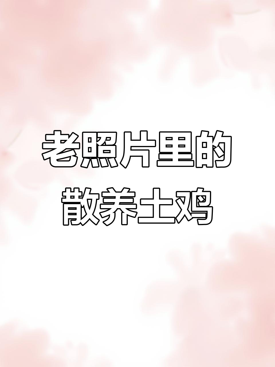 曾经的土鸡照片,现在只能回忆了