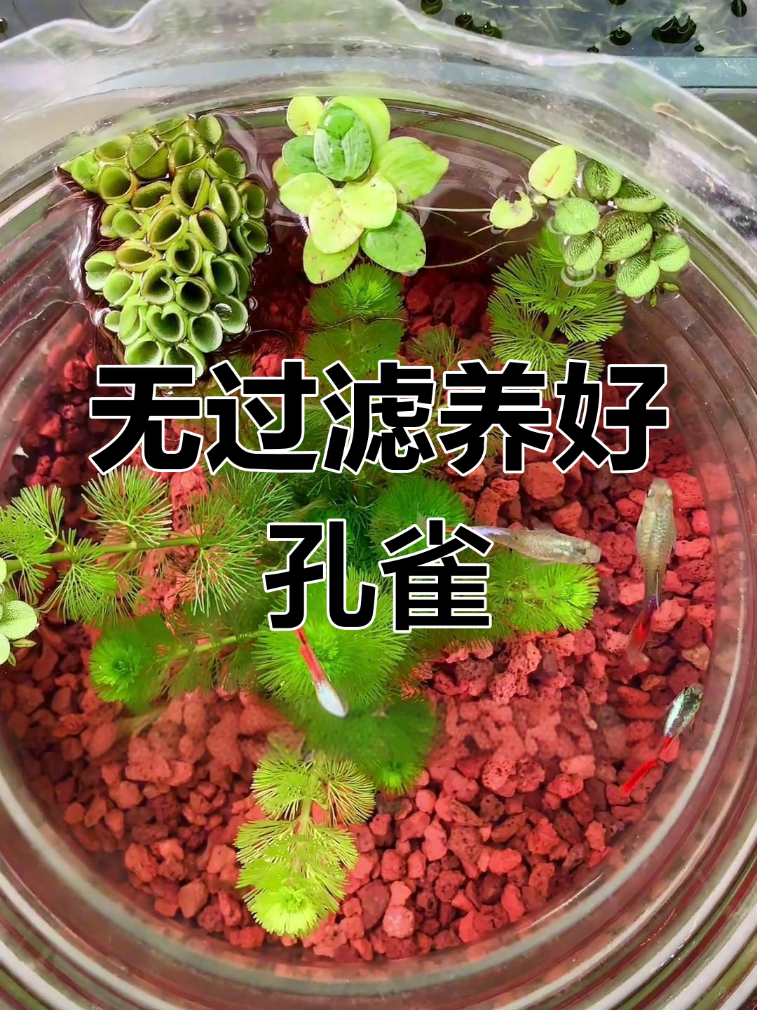 火山石铺底,孔雀鱼健康无虑