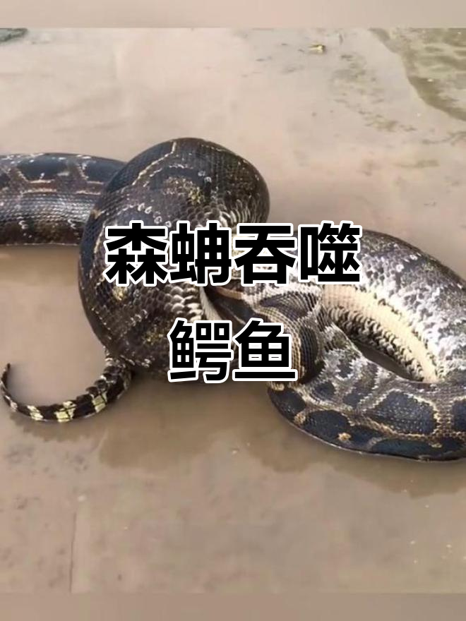亚马逊森蚺吞食鳄鱼,惊险猎杀全过程