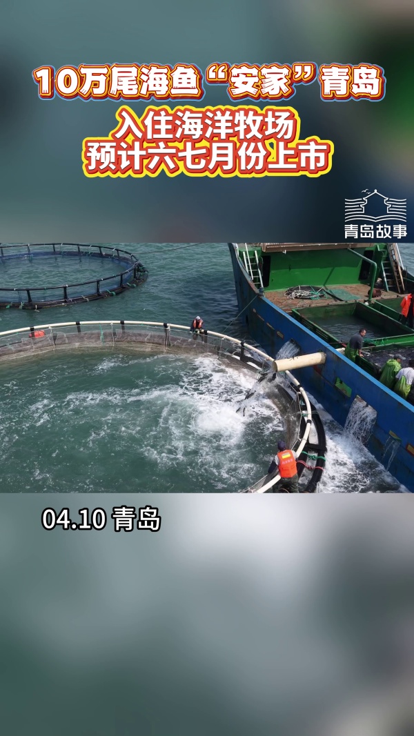 青岛故事|10万尾海鱼“安家”青岛!入住海洋牧场预计六七月份上市