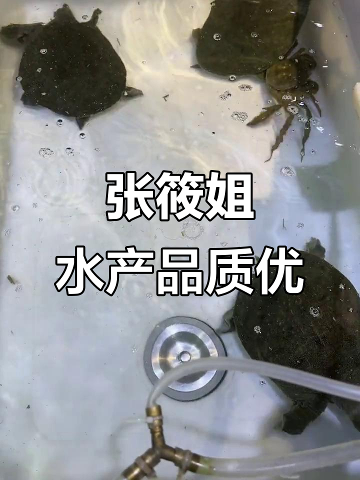 嘉善张筱姐水产品:甲鱼公母一眼识,品质保证