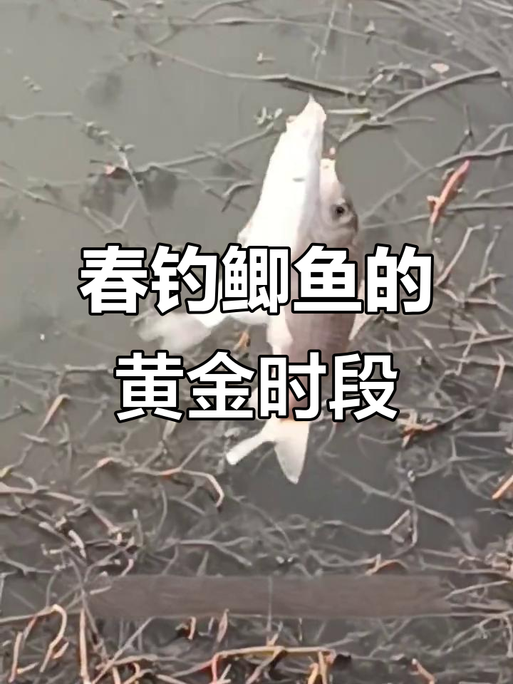 春季钓鲫鱼的最佳时机与技巧,掌握水温风向才能满载而归