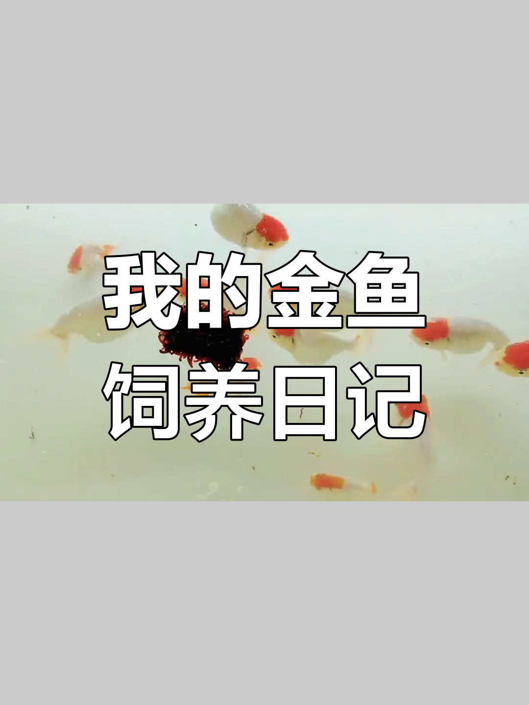 宫廷鹅头红金鱼入坑记