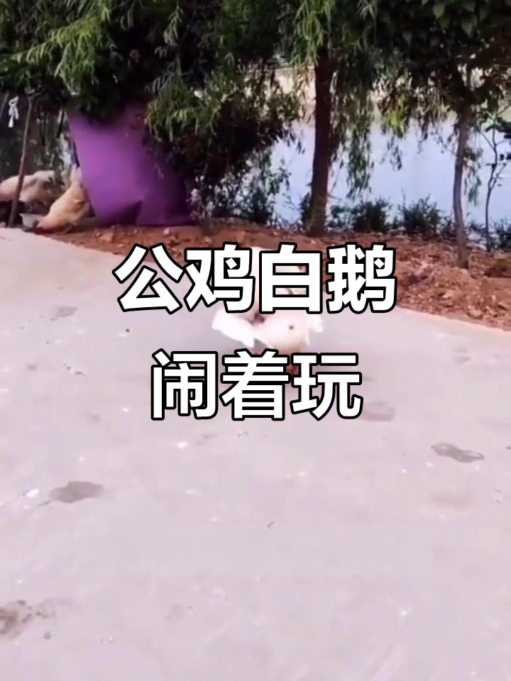 大公鸡与大白鹅搞笑互动,竟然这样“兄弟情深”