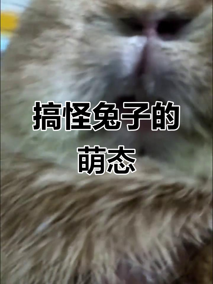 兔子龇牙咧嘴,搞笑表情包来袭
