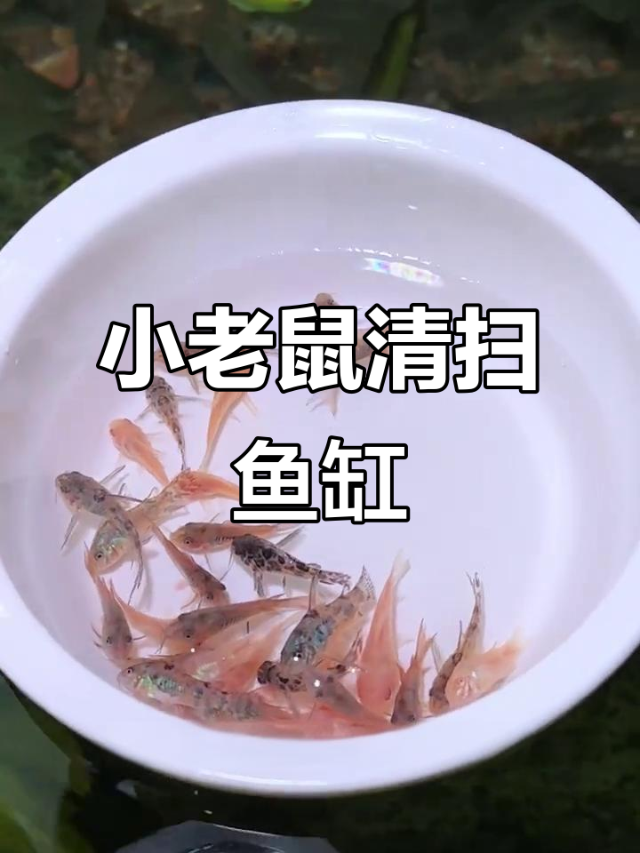 鱼缸中的小清洁工，鼠鱼一夜清理底沙粪便