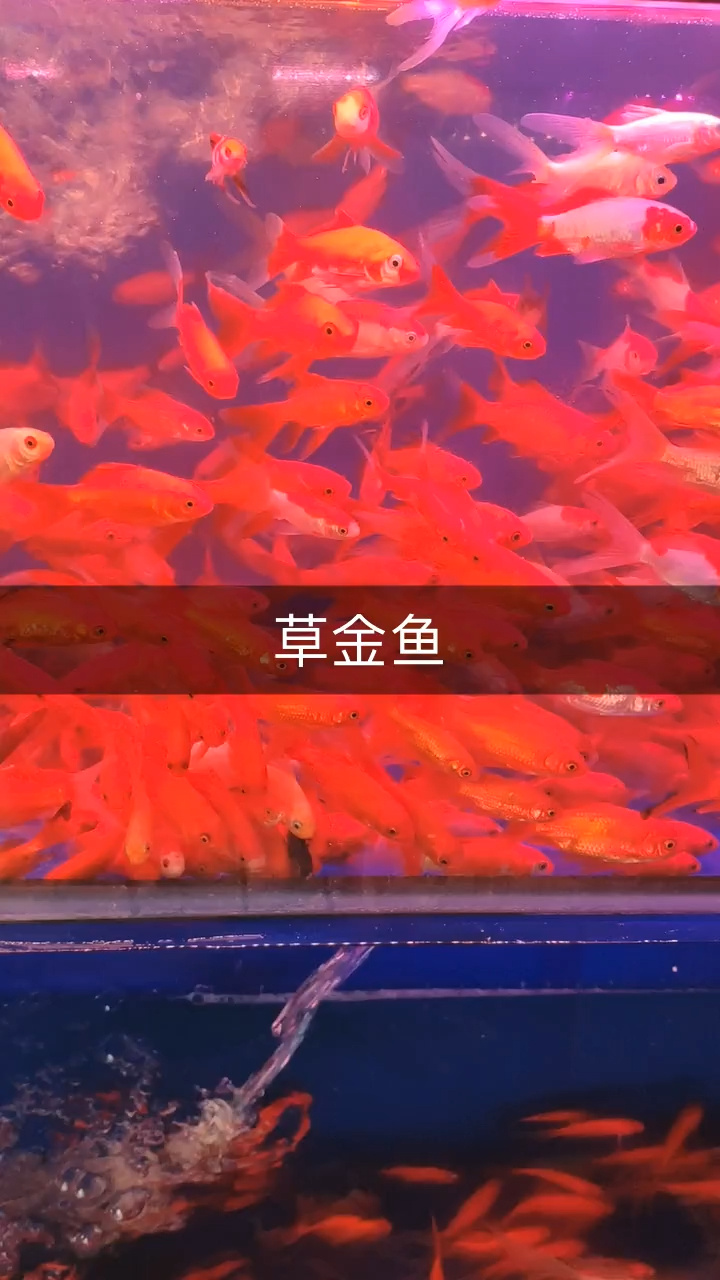 草金鱼 最好养的冷水鱼