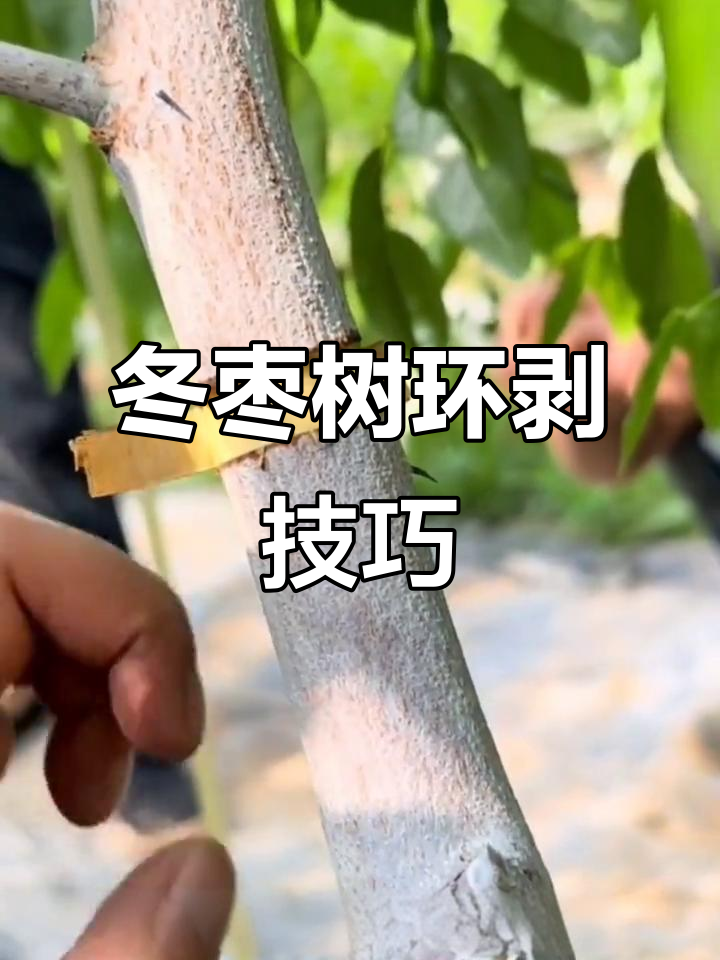 冬枣树环剥技巧大揭秘,轻松掌握不伤木质