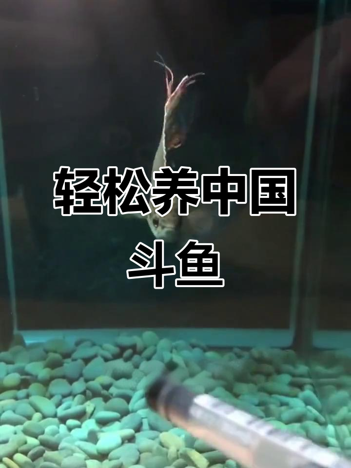 中国斗鱼饲养全攻略:如何避免混养,保持水质