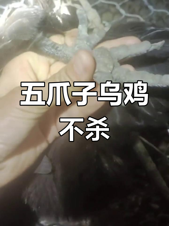 五个爪子的乌鸡,竟然不能杀?