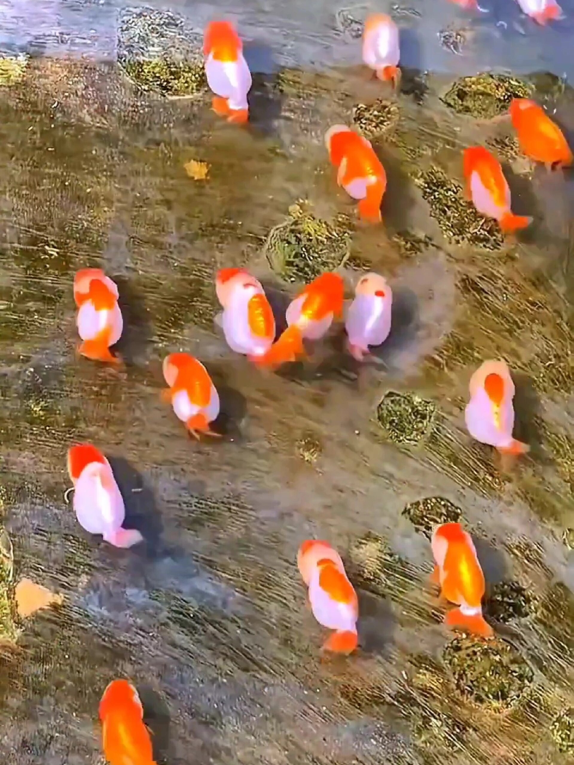 波妞 波妞 “小猪鱼”