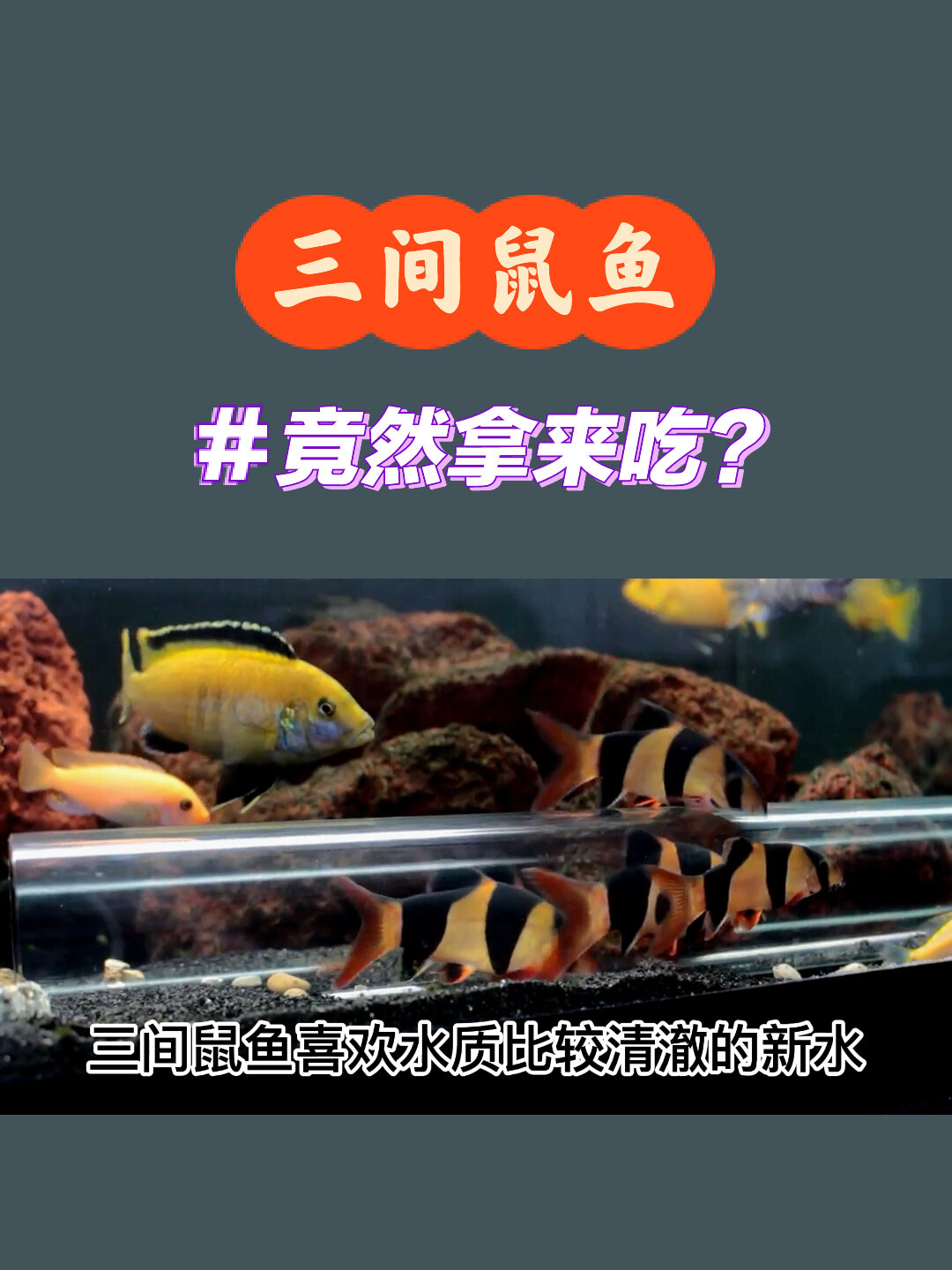 卧槽!三间鼠竟然最开始是用来吃的!鼠鱼饲养