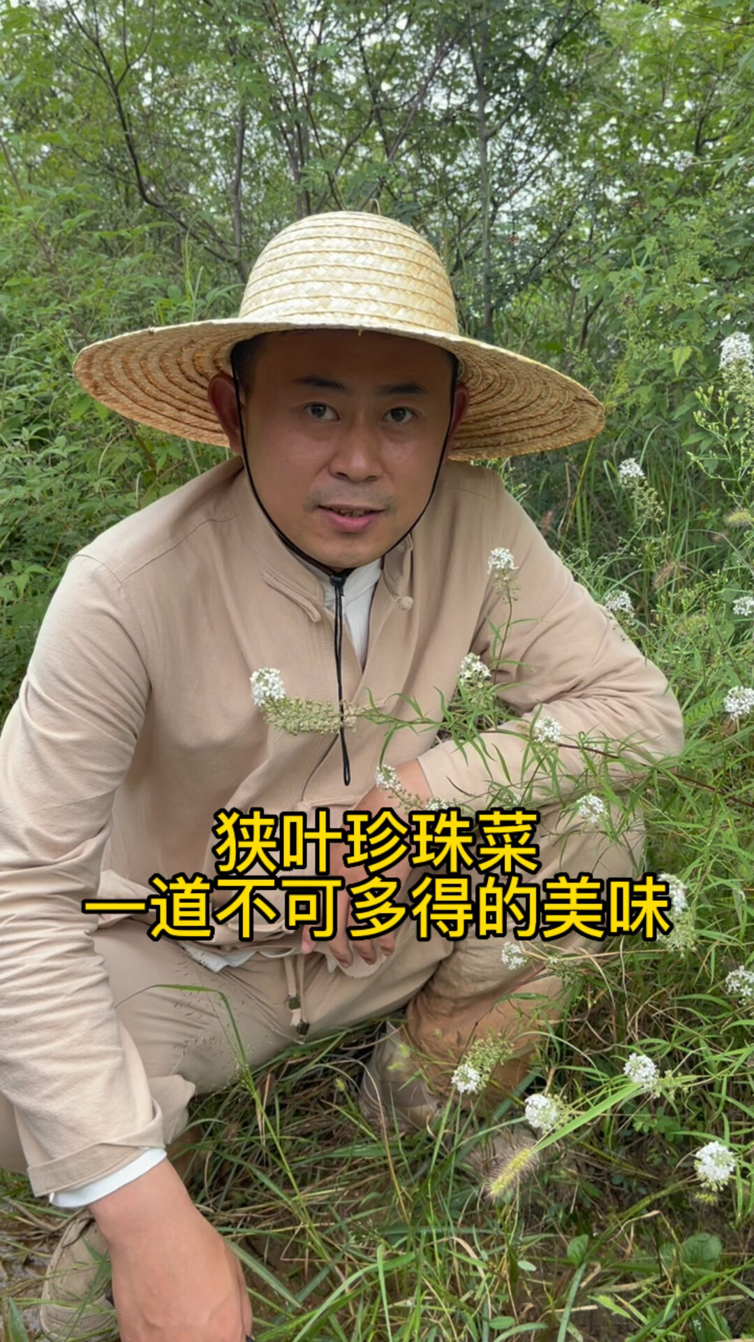 珍珠菜 一道不可多得的美味