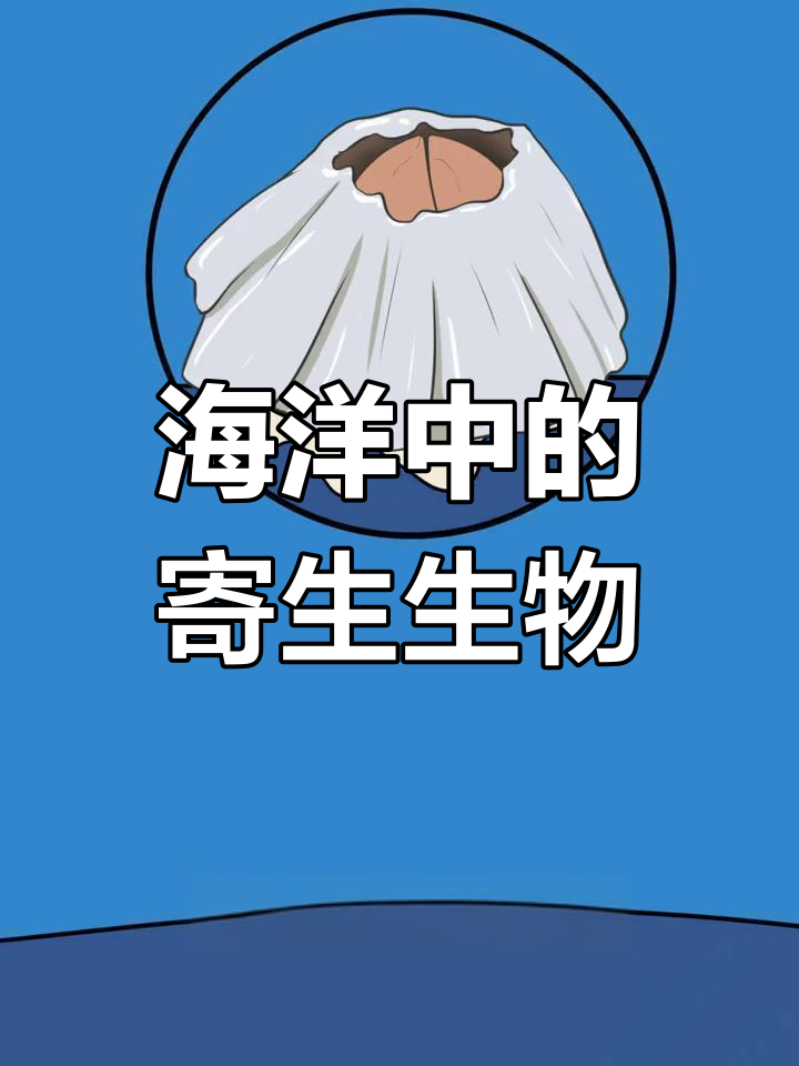 鲸鱼身上的“牛皮癣”:藤壶的秘密
