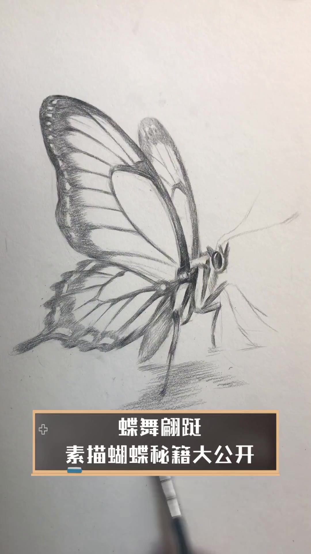 蝶舞翩跹,素描蝴蝶秘籍大公开