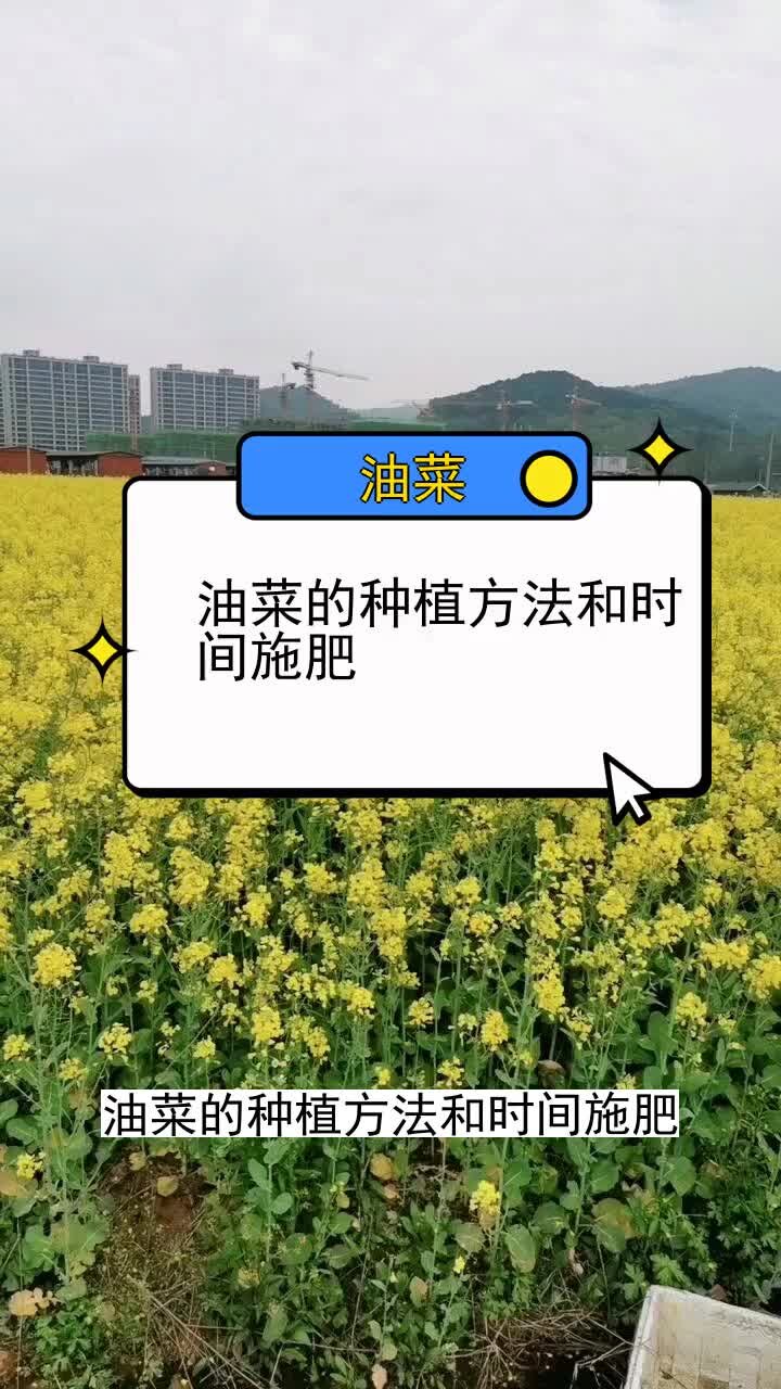 油菜的种植方法和时间施肥