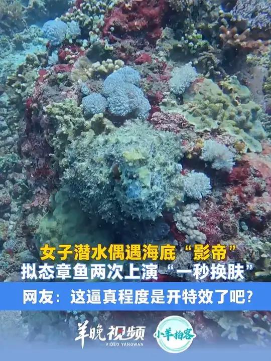 女子潜水偶遇海底“影帝”，拟态章鱼两次上演“一秒换肤”，网友：这逼真程度是开特效了吧？（羊