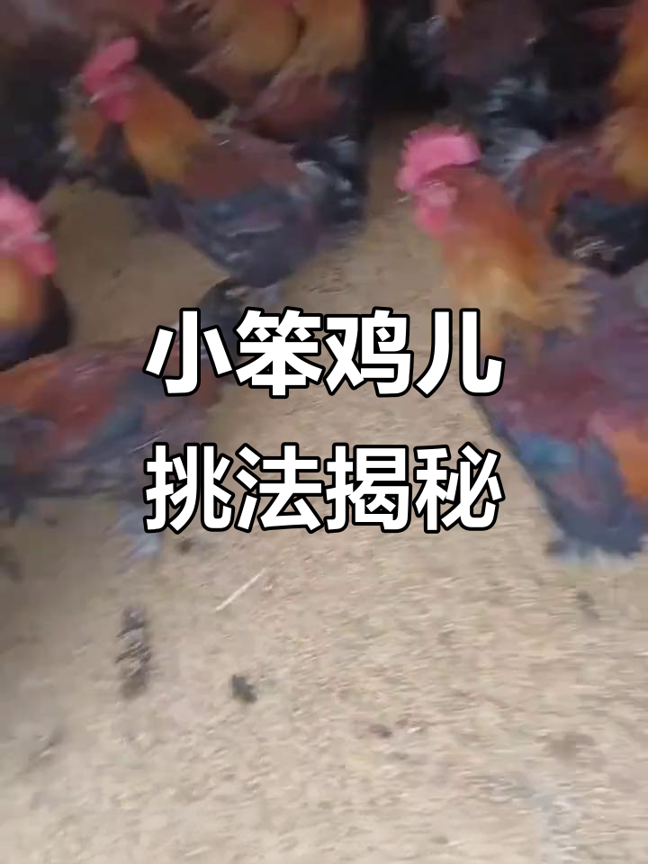 如何挑选小公鸡?黑爪、戴眼镜的才是好选择