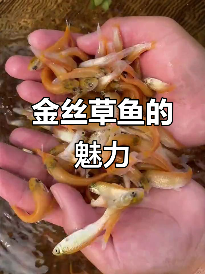 俄罗斯金丝草鱼:美味又美观,养殖简单不挑水域