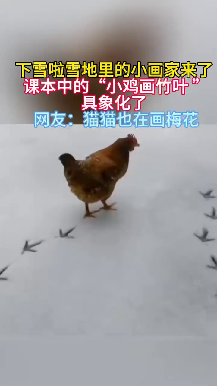 下雪了,雪地里的小画家来了,课本中的“小鸡画竹叶 ”具象化了