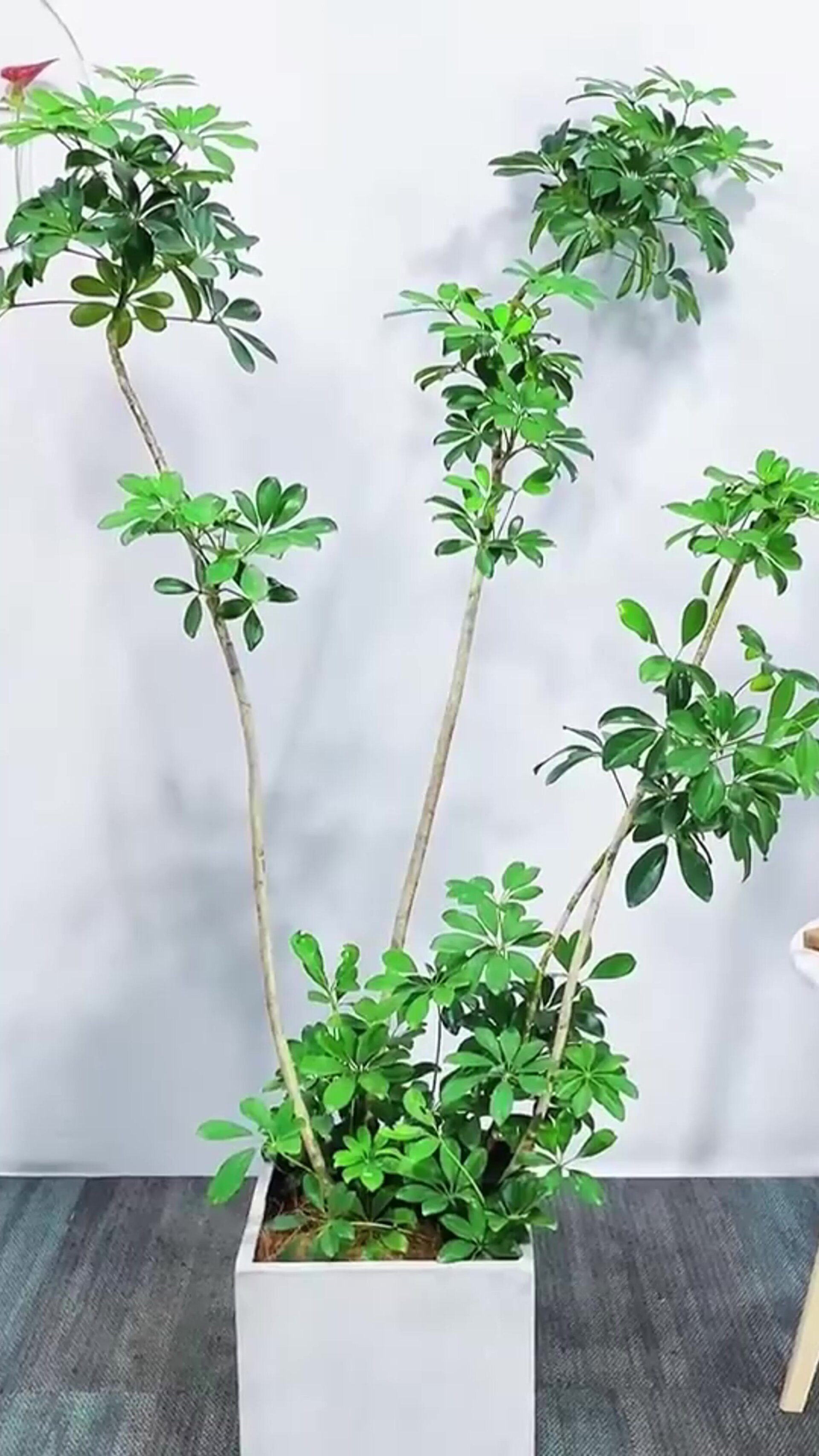 鸭脚木叶子耷拉变软怎么办