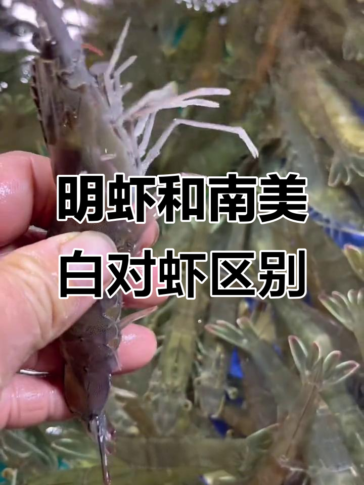 野生明虾与南美白对虾的区别,教你如何挑选