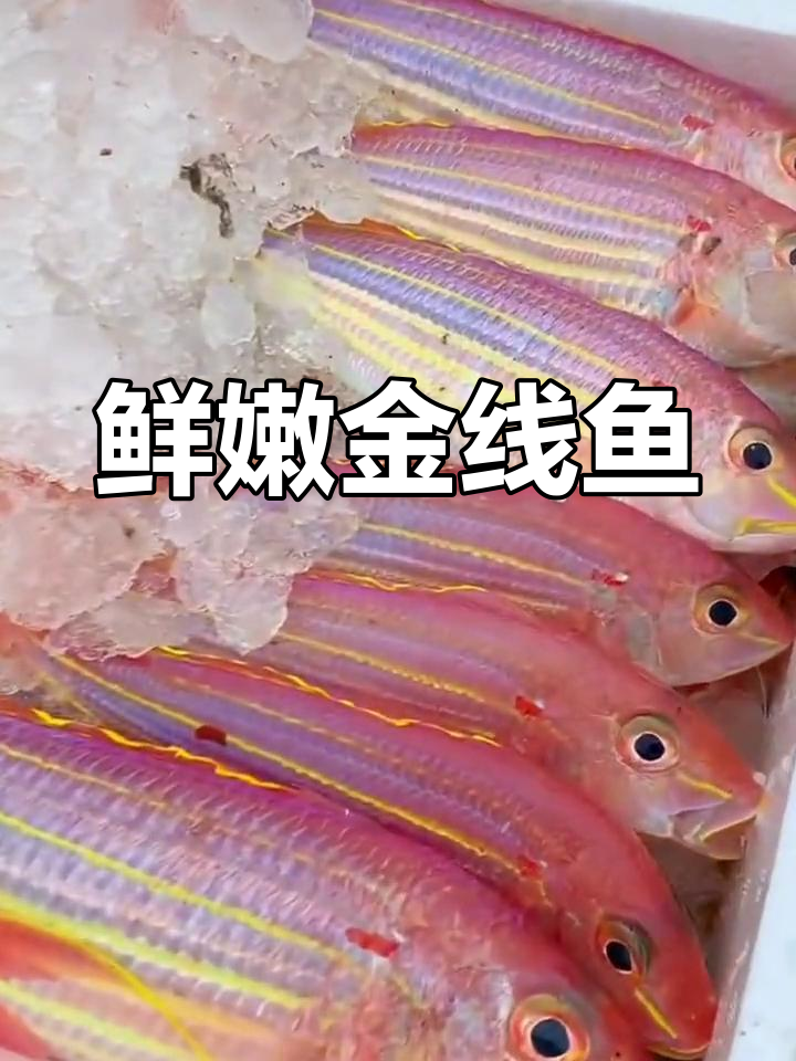 金线鱼:高蛋白美味,营养丰富