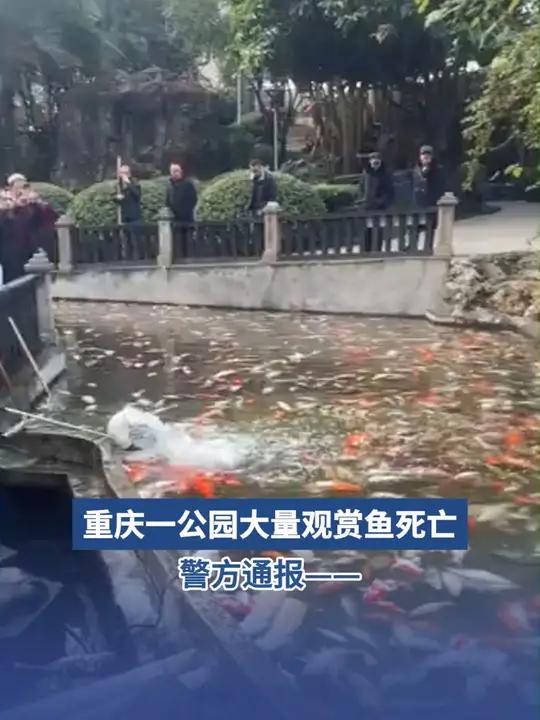 警方通报重庆一公园大量观赏鱼死亡 据重庆市公安局江北区分局消息:1月12日8时许,我局接群
