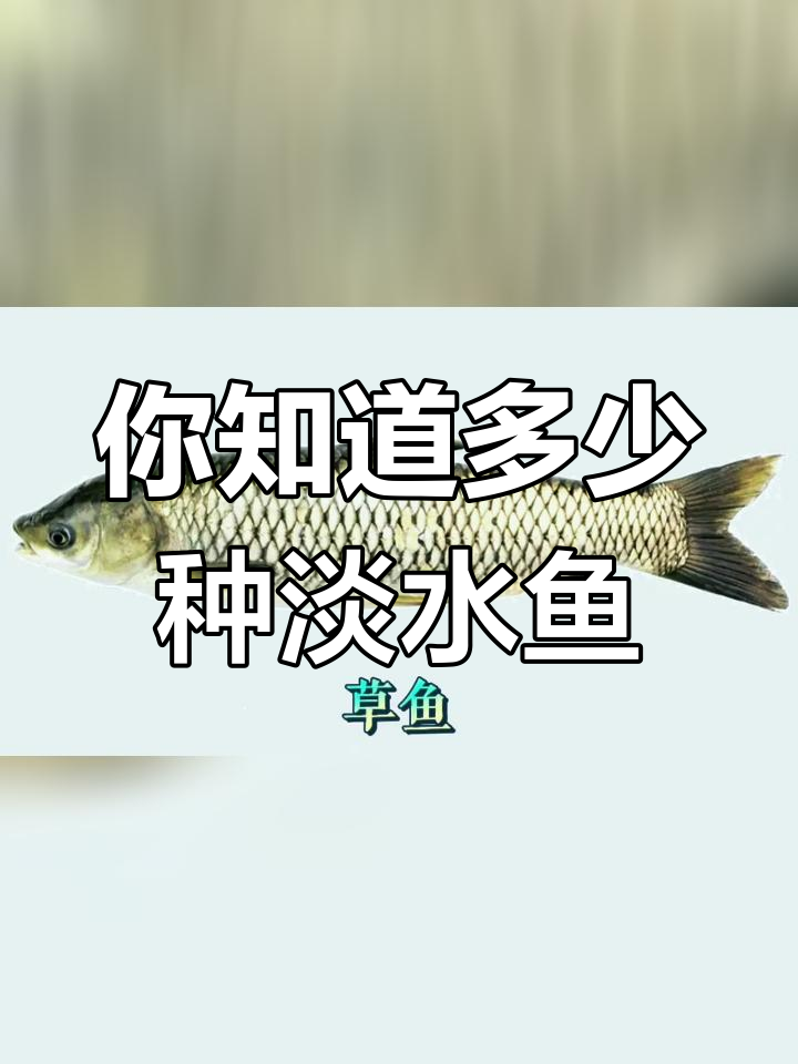 淡水鱼种类大揭秘,你认识几种?