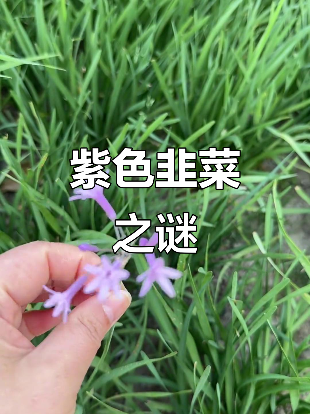 公园里的紫色韭菜花,香气扑鼻,真的能吃吗?