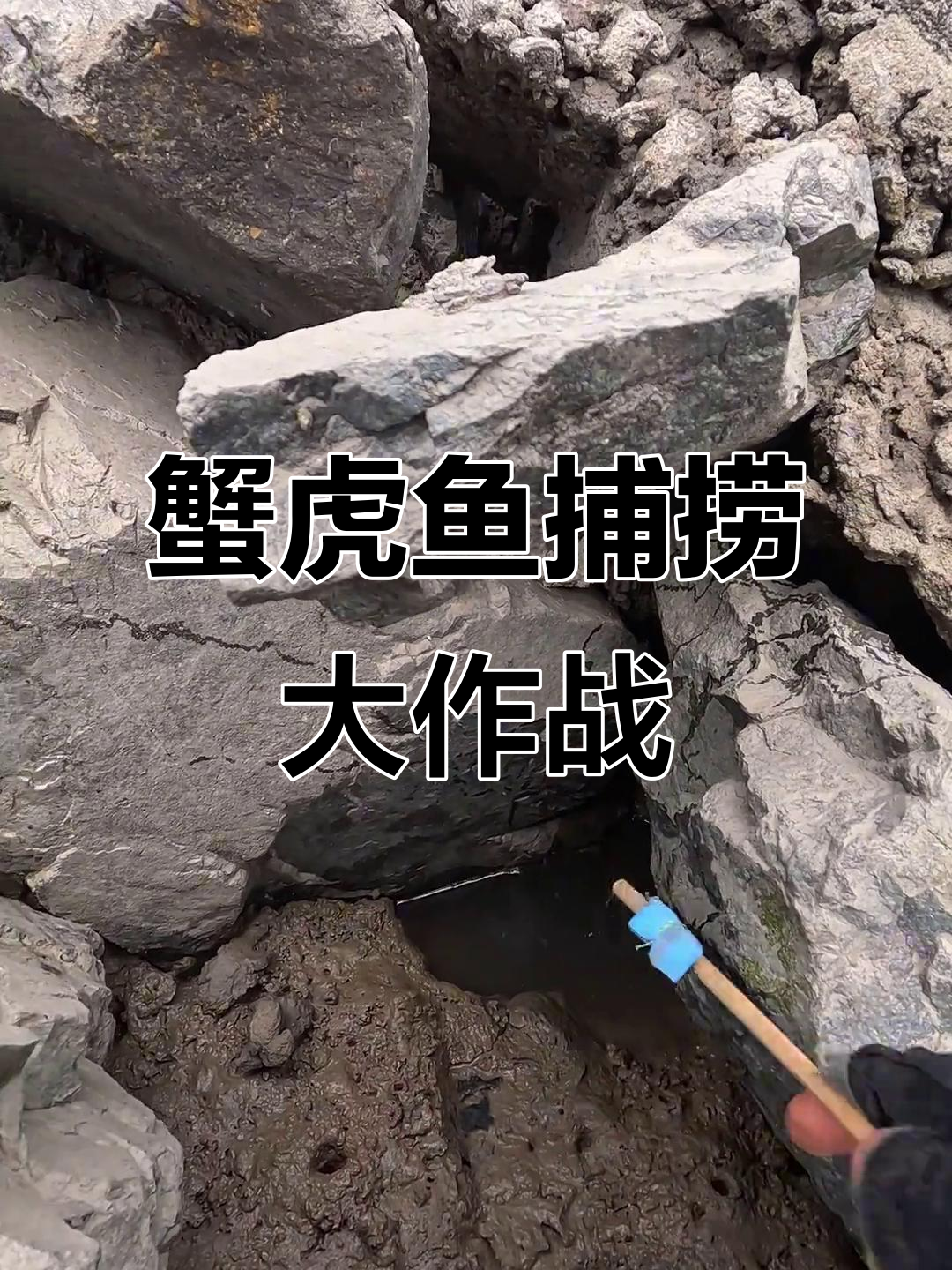 蟹虎藏身石缝,凶猛无比!钓鱼挑战惊险连连